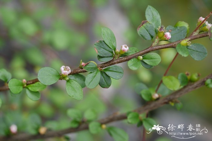 平枝栒子 Cotoneaster horizontalis 平枝栒子 Cotoneaster horizontalis
