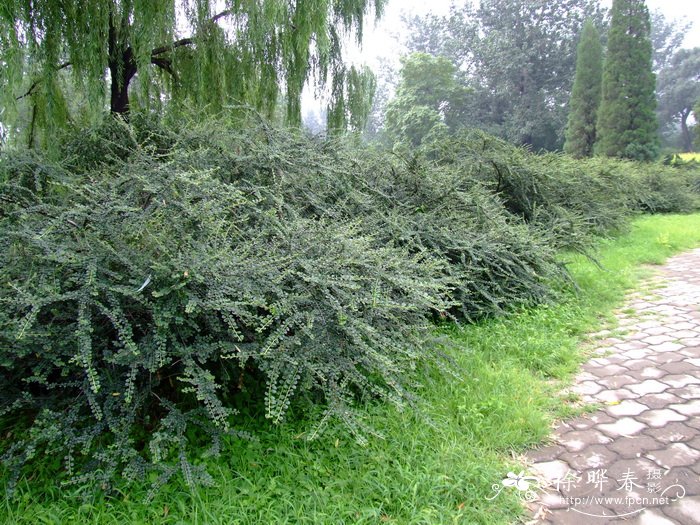 平枝栒子 Cotoneaster horizontalis 平枝栒子 Cotoneaster horizontalis