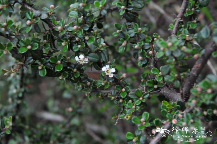 ‘塔尼亚’小叶栒子Cotoneaster microphyllus 'Tanja'