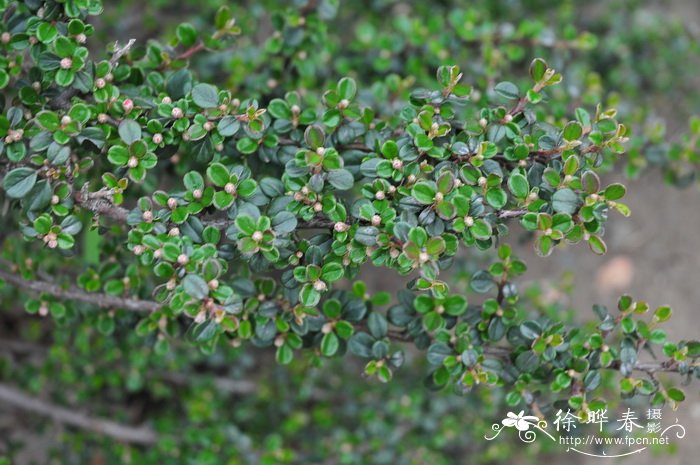 ‘塔尼亚’小叶栒子Cotoneaster microphyllus 'Tanja'