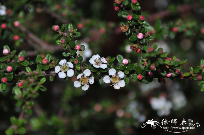 小叶栒子 Cotoneaster microphyllus 小叶栒子 Cotoneaster microphyllus