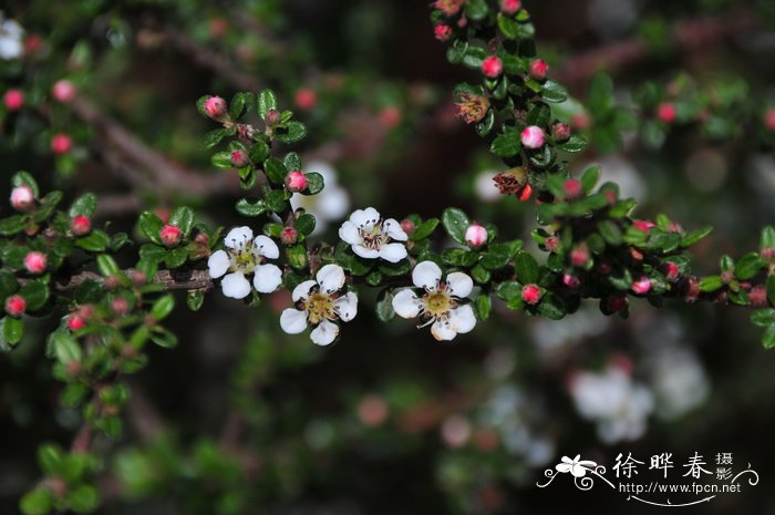 小叶栒子 Cotoneaster microphyllus