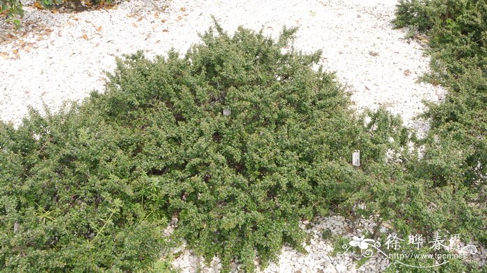 小叶栒子 Cotoneaster microphyllus 小叶栒子 Cotoneaster microphyllus