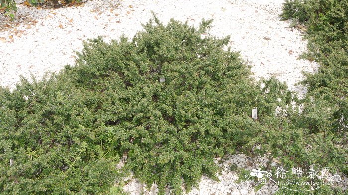 小叶栒子 Cotoneaster microphyllus