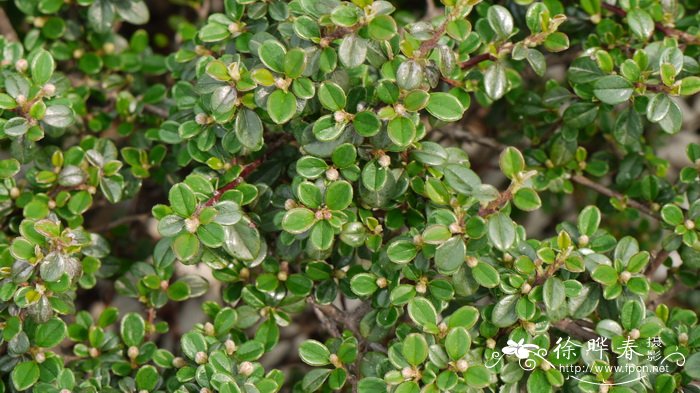 小叶栒子 Cotoneaster microphyllus