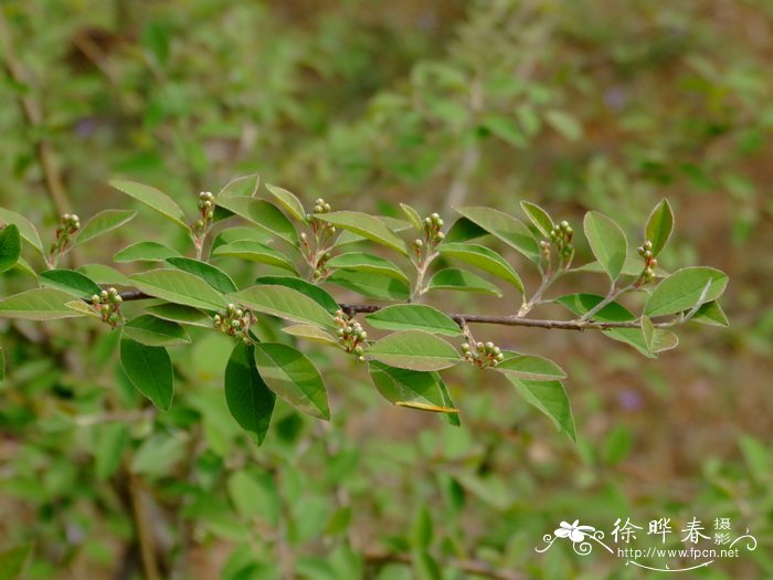 毛叶水栒子 Cotoneaster submultiflorus 毛叶水栒子 Cotoneaster submultiflorus