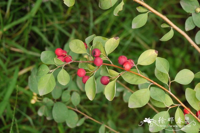 水栒子Cotoneaster multiflorus