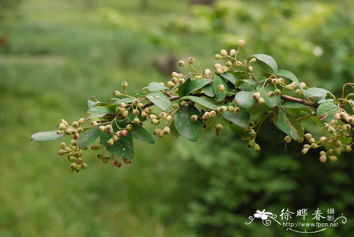 水栒子Cotoneaster multiflorus