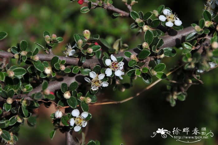 绒毛细叶栒 Cotoneaster poluninii 绒毛细叶栒 Cotoneaster poluninii
