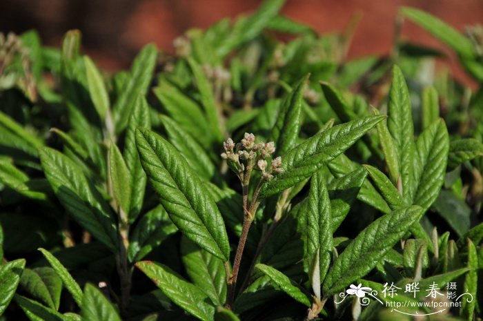 柳叶栒子Cotoneaster salicifolius 柳叶栒子Cotoneaster salicifolius