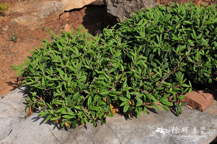 柳叶栒子Cotoneaster salicifolius