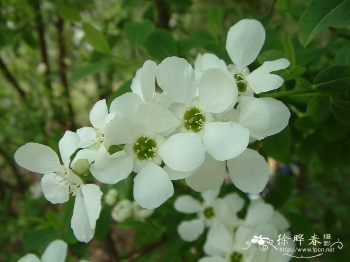 白鹃梅 Exochorda racemosa 白鹃梅 Exochorda racemosa