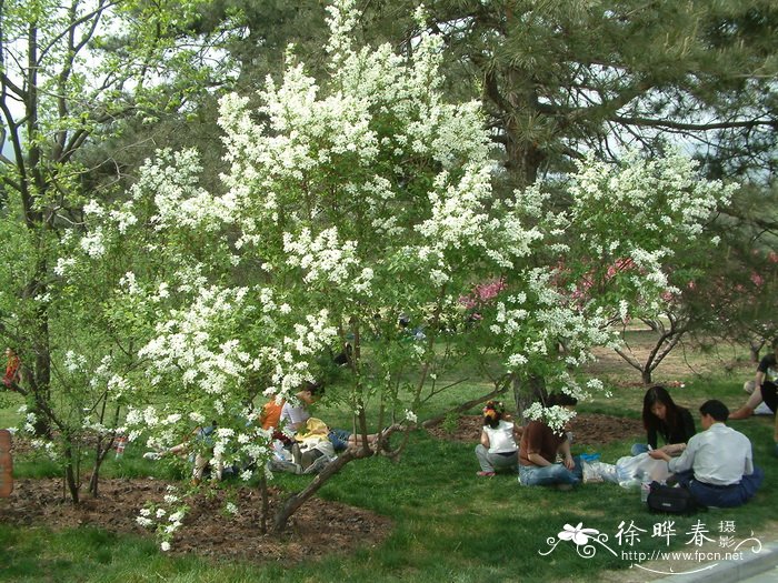 白鹃梅 Exochorda racemosa