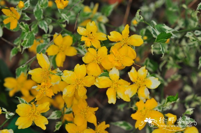 银边棣棠Kerria japonica f. picta