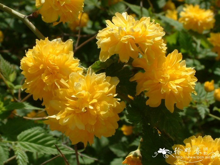 重瓣棣棠 Kerria japonica f. pleniflora 重瓣棣棠 Kerria japonica f. pleniflora