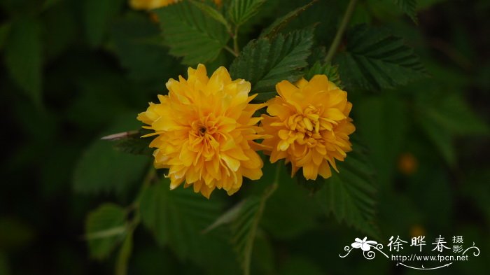 重瓣棣棠 Kerria japonica f. pleniflora 重瓣棣棠 Kerria japonica f. pleniflora
