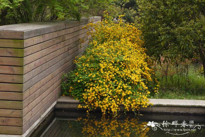 重瓣棣棠 Kerria japonica f. pleniflora 重瓣棣棠 Kerria japonica f. pleniflora