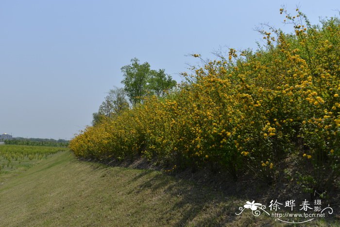 重瓣棣棠 Kerria japonica f. pleniflora