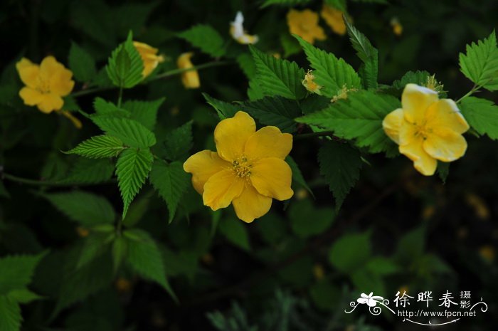  金色圭亚那棣棠花Kerria japonica 'Golden Guinea'