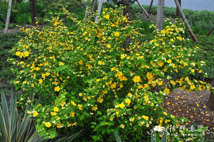  金色圭亚那棣棠花Kerria japonica 'Golden Guinea'