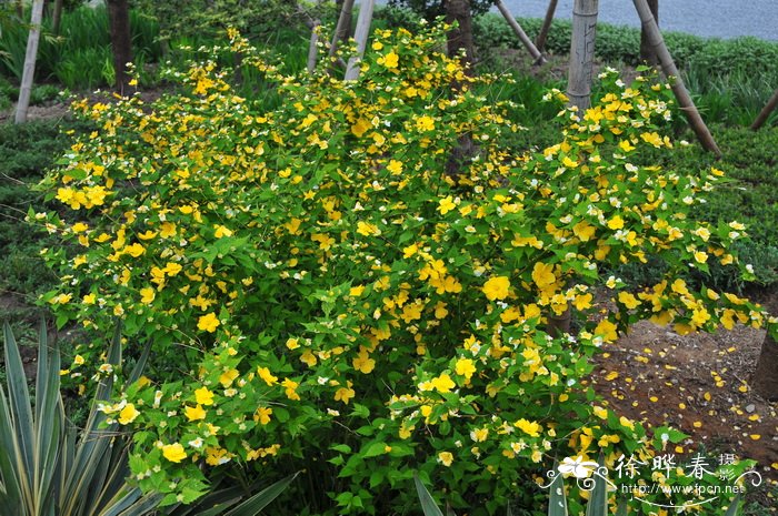 金色圭亚那棣棠花Kerria japonica 'Golden Guinea' 金色圭亚那棣棠花Kerria japonica 'Golden Guinea'