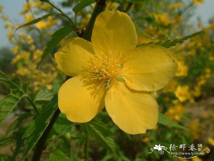 棣棠Kerria japonica 棣棠Kerria japonica