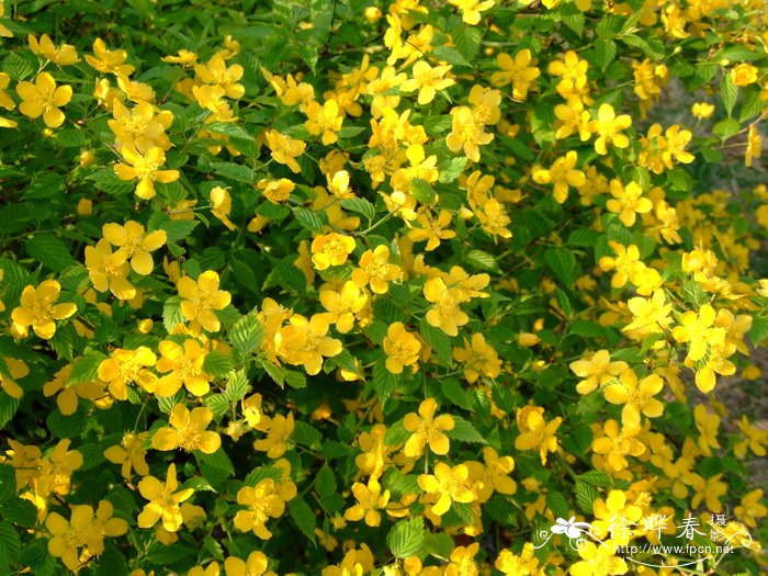 棣棠Kerria japonica 棣棠Kerria japonica