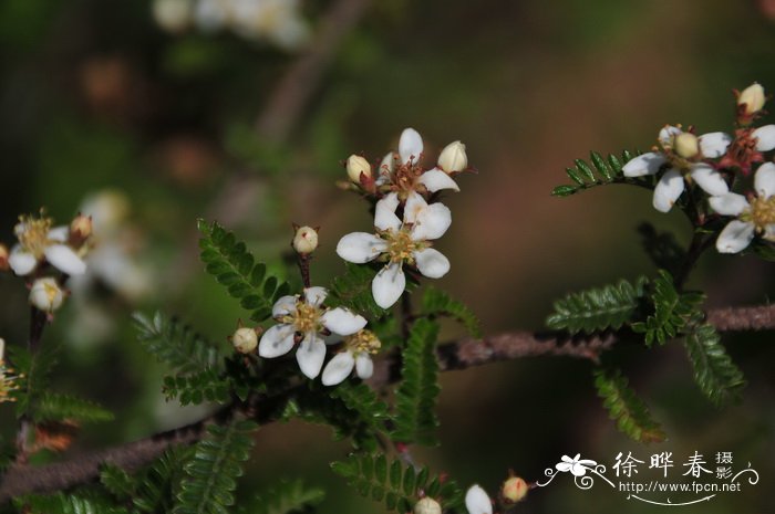 华西小石积 Osteomeles schwerinae 华西小石积 Osteomeles schwerinae