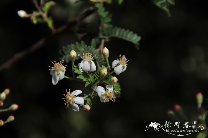 华西小石积 Osteomeles schwerinae 华西小石积 Osteomeles schwerinae