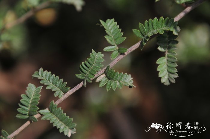华西小石积 Osteomeles schwerinae 华西小石积 Osteomeles schwerinae