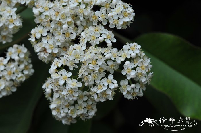 石楠Photinia serratifolia 石楠Photinia serratifolia