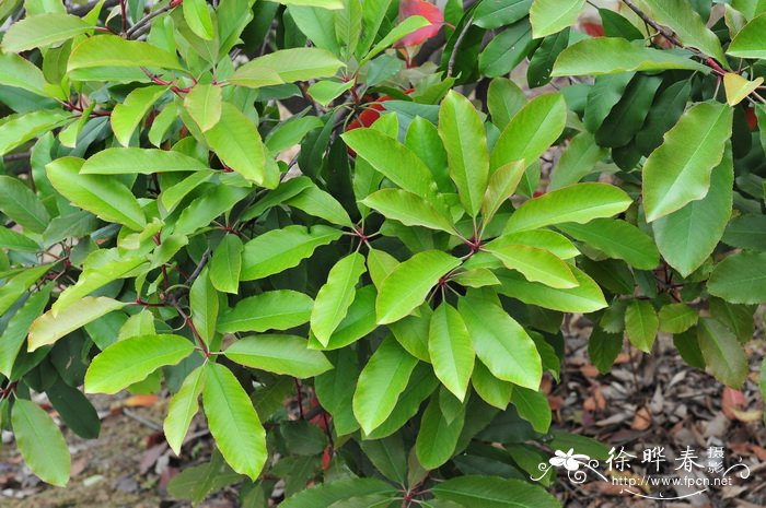 石楠Photinia serratifolia 石楠Photinia serratifolia