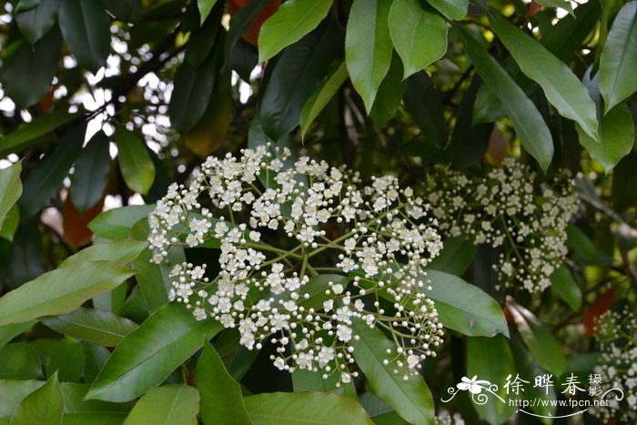 贵州石楠Photinia bodinieri 贵州石楠Photinia bodinieri