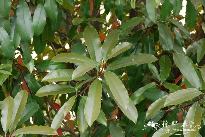贵州石楠Photinia bodinieri 贵州石楠Photinia bodinieri