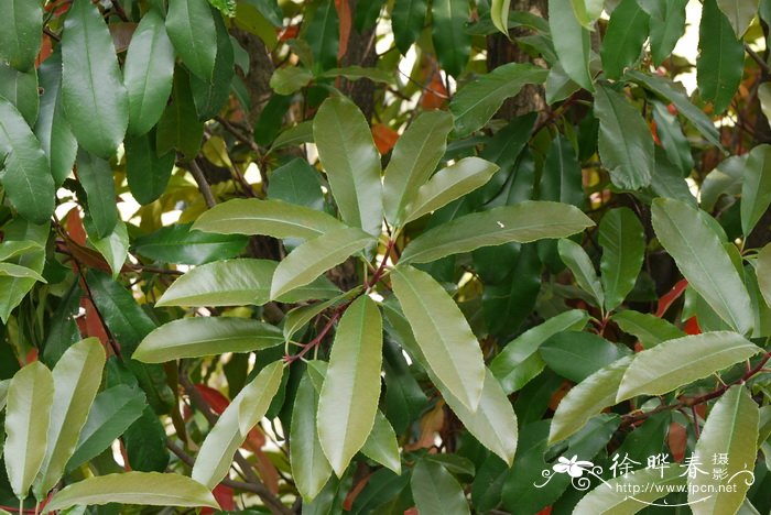 贵州石楠Photinia bodinieri