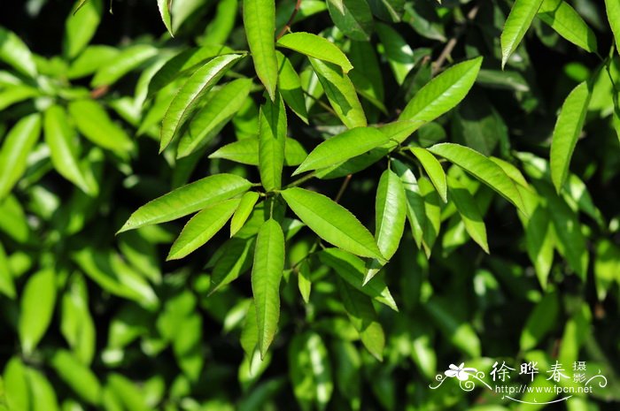 桃叶石楠 Photinia prunifolia 桃叶石楠 Photinia prunifolia