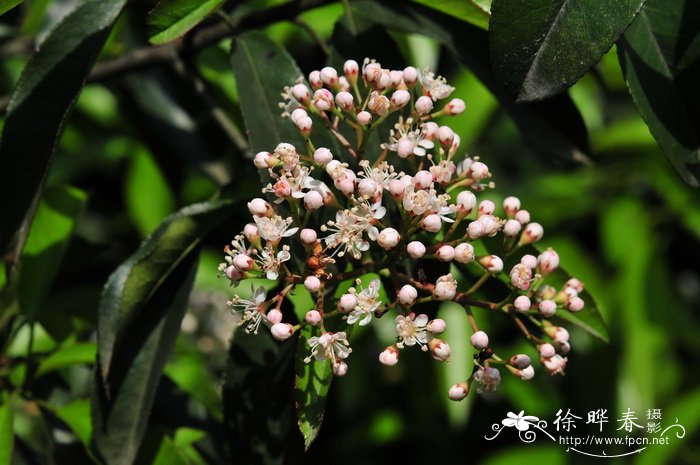 桃叶石楠 Photinia prunifolia 桃叶石楠 Photinia prunifolia