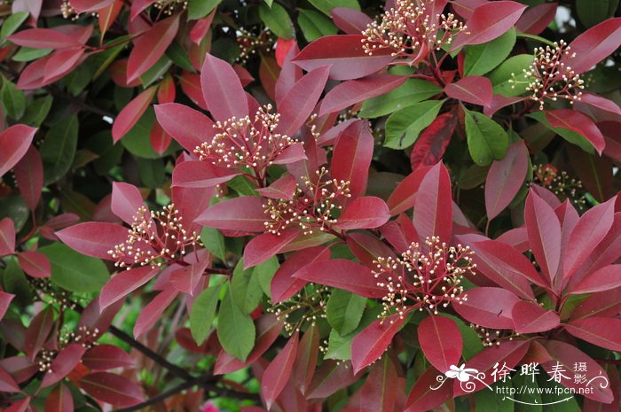 红叶石楠 Photinia x fraseri ‘Red robin’