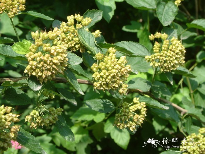 风箱果 Physocarpus amurensis 风箱果 Physocarpus amurensis