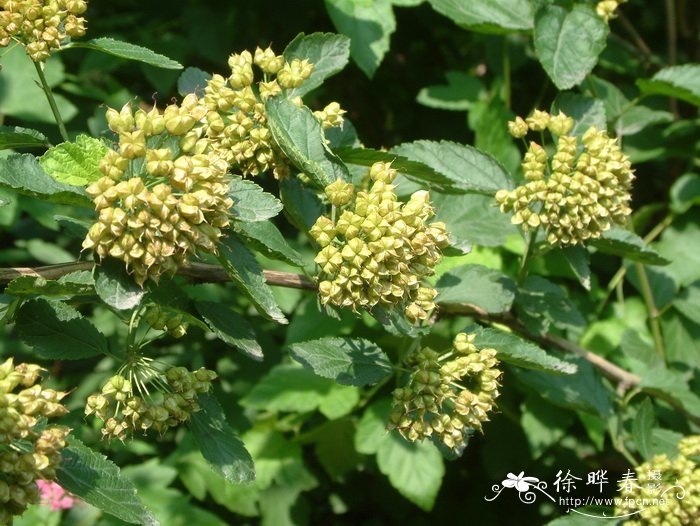 风箱果 Physocarpus amurensis