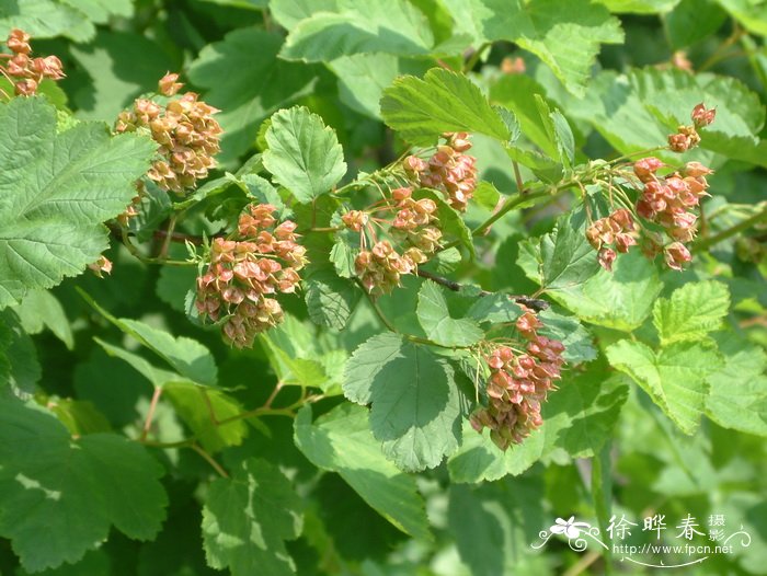 风箱果 Physocarpus amurensis 风箱果 Physocarpus amurensis