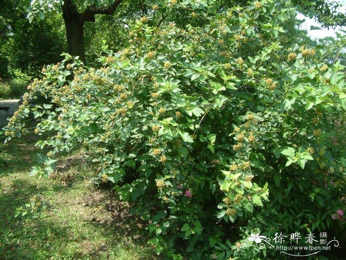 风箱果 Physocarpus amurensis