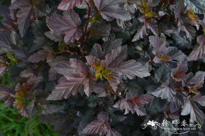 ‘紫叶’风箱果Physocarpus opulifolius 'Summer Wine' ‘紫叶’风箱果Physocarpus opulifolius 'Summer Wine'