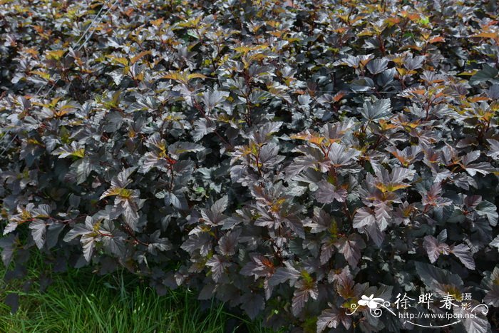 ‘紫叶’风箱果Physocarpus opulifolius 'Summer Wine' ‘紫叶’风箱果Physocarpus opulifolius 'Summer Wine'