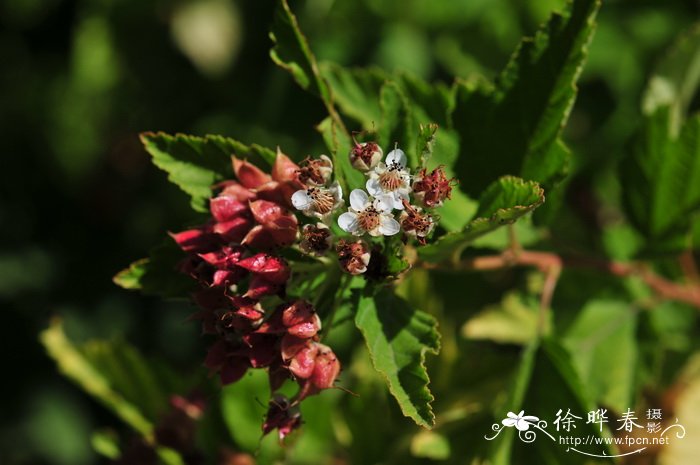 金叶风箱果Physocarpus opulifolius f. luteus