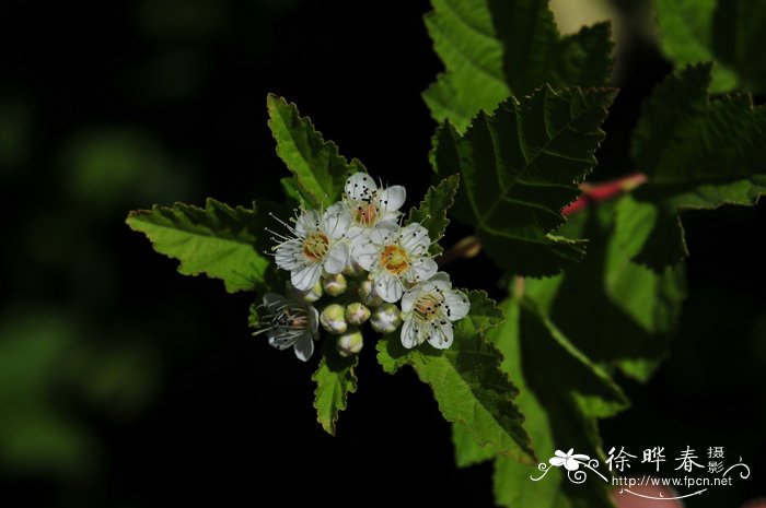 金叶风箱果Physocarpus opulifolius f. luteus