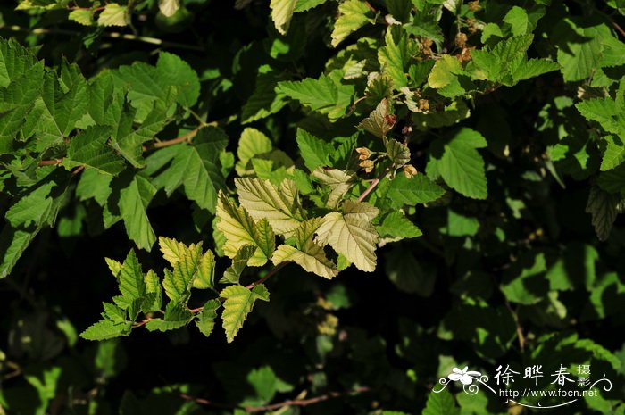 金叶风箱果Physocarpus opulifolius f. luteus
