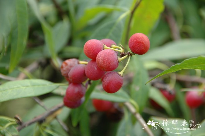 扁核木 Prinsepia utilis 扁核木 Prinsepia utilis