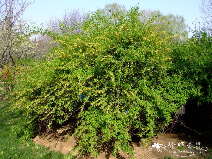扁核木 Prinsepia utilis 扁核木 Prinsepia utilis