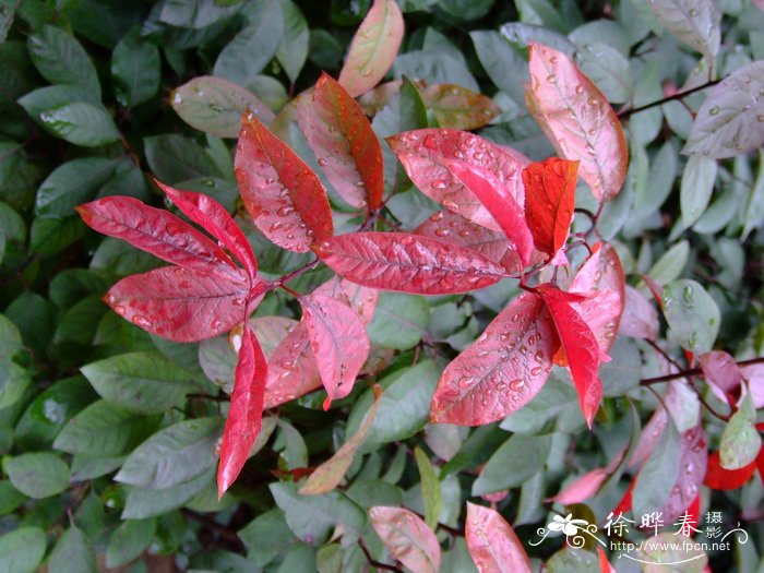 紫叶矮樱Prunus × cistena 紫叶矮樱Prunus × cistena